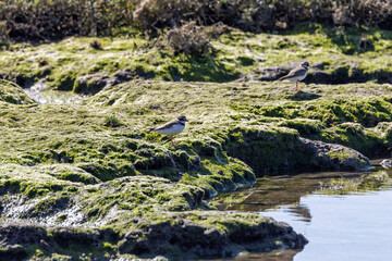 Common Ringed Plover (Charadrius?hiaticula) – Ireland’s?Eye, Dublin – coastal shorebird