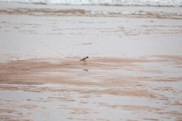 Common Ringed Plover (Charadrius?hiaticula) – Ireland’s?Eye, Dublin – coastal shorebird