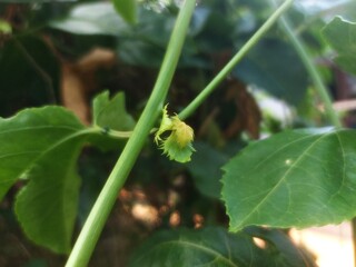 zucchini in the garden