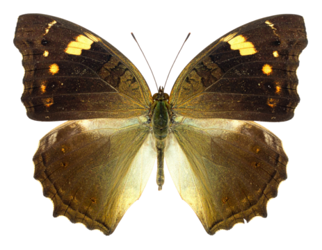 A detailed depiction of a butterfly showcasing intricate patterns and colors on its wings.