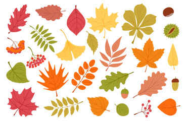Cartoon autumn leaves. Fallen colored foliage, wilting plants, different trees organic elements, maple, orange ginkgo, yellow oak, green chestnut, season forest splendid vector isolated set