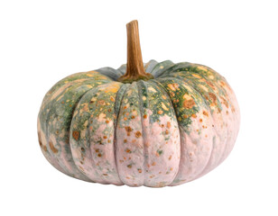 A uniquely patterned pumpkin with a greenish hue and mottled texture, showcasing its distinct shape and natural characteristics.