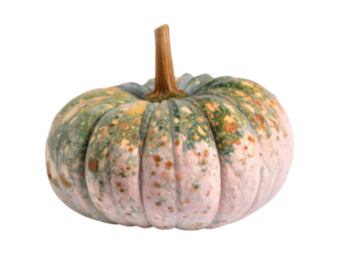 A uniquely patterned pumpkin with a greenish hue and mottled texture, showcasing its distinct shape and natural characteristics.