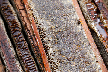 Boxes with fresh honeycombs in sustainable beekeeping
