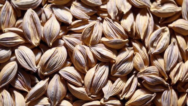 Job's tears seeds, also known as adlay or coix seeds, fill the frame in a series of detailed close ups, showcasing texture and color variations