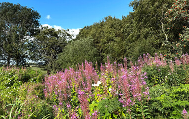 Where pink blossoms rise like whispers from the earth, and the trees hold stories in their shade in Birds Edge, Huddersfield, UK