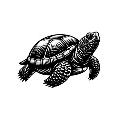 Engraving of a turtle isolated on white background, vintage style drawing