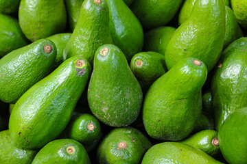 Detail of a collection of many fresh, oval-shaped green avocados, photo taken from a high angle from close range