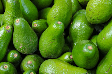 Detail of a collection of many fresh, oval-shaped green avocados, photo taken from a high angle from close range