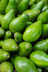 Detail of a collection of many fresh, oval-shaped green avocados, photo taken from a high angle from close range