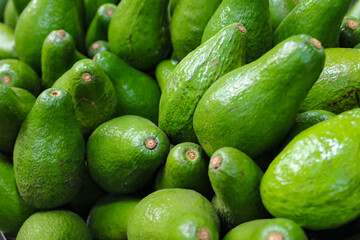 Detail of a collection of many fresh, oval-shaped green avocados, photo taken from a high angle from close range