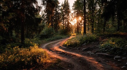 Fototapeta premium Golden sunlight streams through a winding forest path