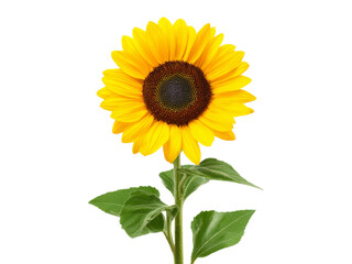 Obraz premium Single sunflower blooming isolated on black background, Isolated On White Background, Png Transparent