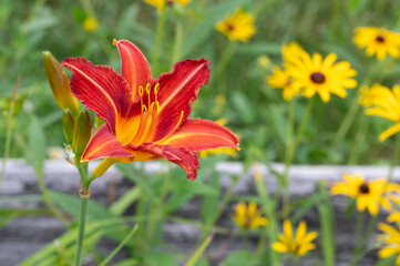 Common Orange Daylily (Hemerocallis fulva)