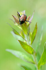 Japanese Beetle (Popillia japonica)
