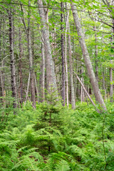 Fototapeta premium Deciduous forest in summer