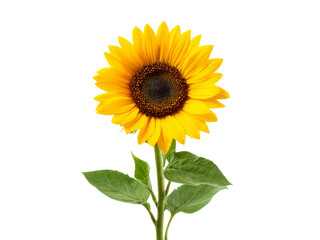 Fototapeta premium Single sunflower blooming isolated on black background, Isolated On White Background, Png Transparent