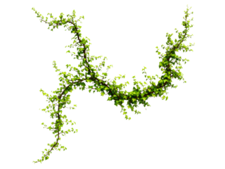 Lush green ivy vine isolated on black background perfect for design, Isolated On White Background, Png Transparent