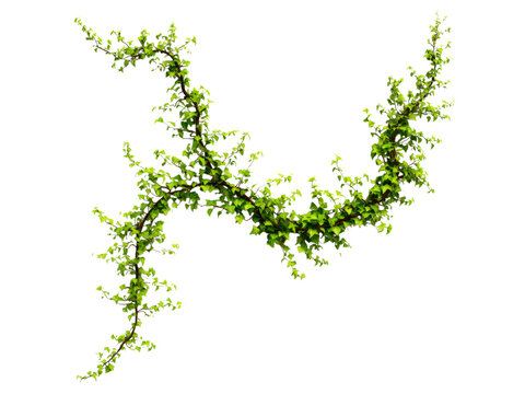 Lush green ivy vine isolated on black background perfect for design, Isolated On White Background, Png Transparent