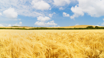 Beautiful wheat field under a clear blue sky with fluffy clouds on a sunny day