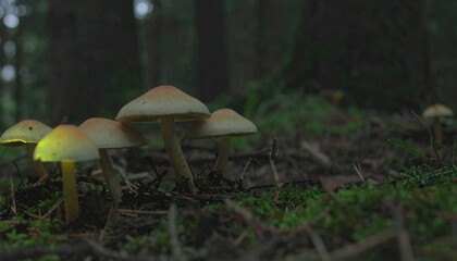 A luminescent fungal growth on a forest floor, glowing softly in dawn mist, with vivid spore patterns, captured in crisp detail. 