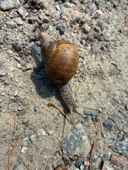 Large snail crawling on bare soil ground in Alexandria park, Bila Tserkva, Kyiv region