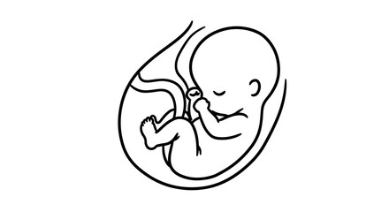 Obraz premium Prenatal development illustration of baby fetus in womb for educational use