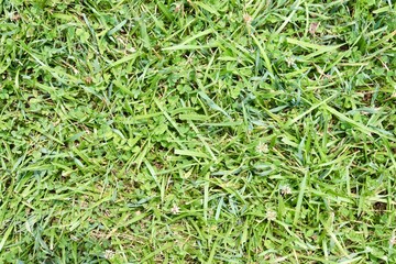 A close view of the green grass turf surface.