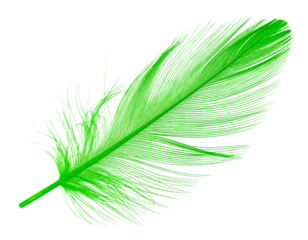 green feather isolated on white background