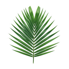 A single green palm leaf, isolated on transparent background, showcasing its delicate veins and natural beauty