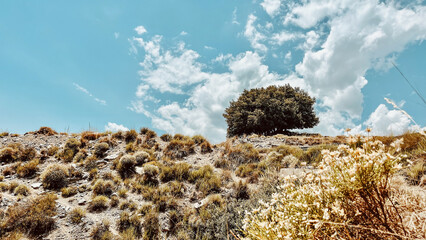 Tree on a slope with arid vegetation under a blue sky with some clouds. Andalucia, Spain.