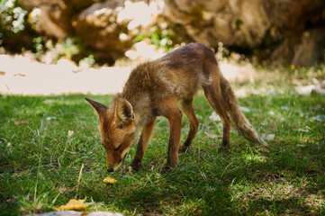 Red Fox Cub Exploring Outdoors in a Sunny Forest Clearing