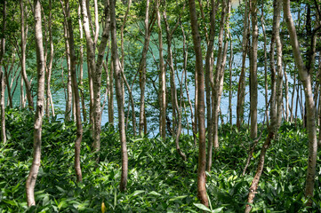 Obraz premium 夏の野反湖畔 - 白樺林の向こうに輝く湖面