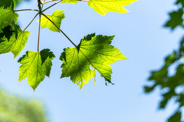 初夏の光に透ける瑞々しい葉っぱ