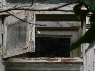 Old cracked wooden window frame with a single open pane