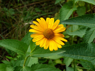 A vibrant yellow flower with a brown center in a garden