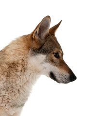  czechoslovakian wolf dog
