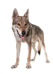  czechoslovakian wolf dog