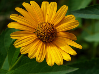 Bright yellow false sunflower in a garden