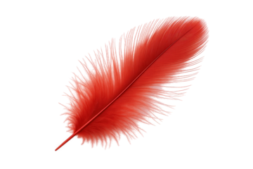 Vibrant Red Feather Detailed Macro View Isolated on Black Background with Delicate Barbs and a Smooth Quill