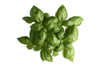 Fototapeta premium a bunch of green leaves on a white surface