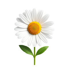 Elegant White Daisy Flower with Yellow Center on Black Background for Fresh Designs