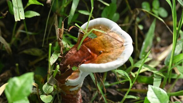 Lingzhi mushroom&nbsp;or&nbsp;reishi mushroom. encompasses several fungal species of the genus&nbsp;Ganoderma. It has been used as a medicinal mushroom in traditional Chinese medicine.