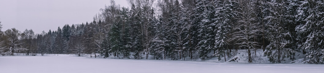 Panorama with a view of the coniferous forest in winter. View of a frozen lake and a snow-covered forest. Nature in winter. Snowdrifts and trees .