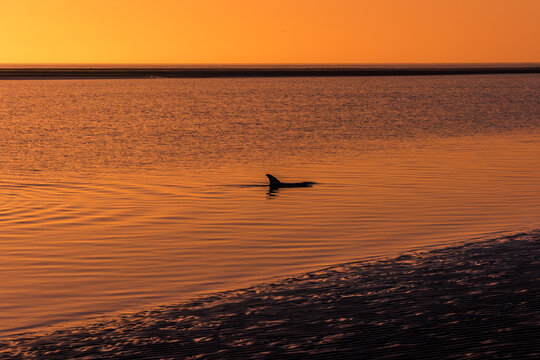 Yound Dolphin  Kai at Sunrise