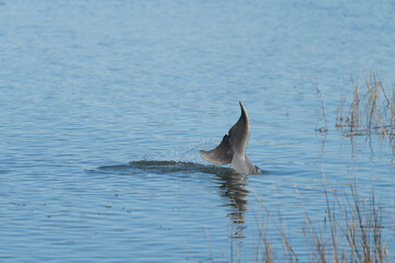 Fototapeta premium Kiawah River Dolphin Tail Wave