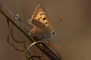 butterfly small copper or American copper Lycaena phlaeas sitting on a dry plant stem, autumn