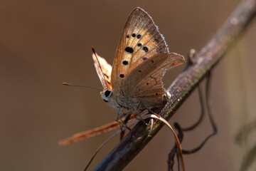 Fototapeta premium butterfly small copper or American copper Lycaena phlaeas sitting on a dry plant stem, autumn