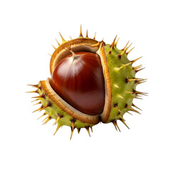 A single horse chestnut conker emerging from its spiky green shell, isolated on transparent background