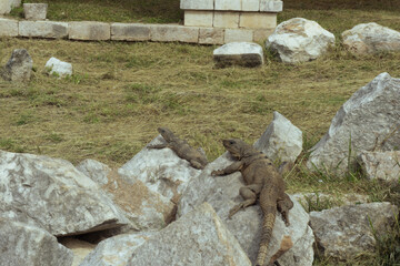 Iguana in Chichén-Itzá